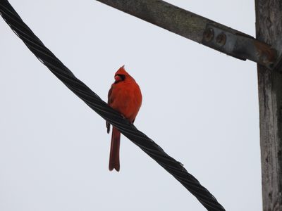 Northern Cardinal — Male on a power line