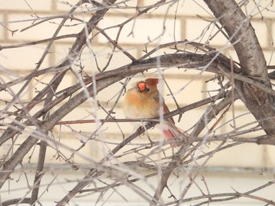 Northern Cardinal — Female in a shrub