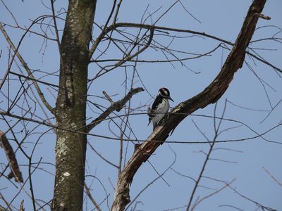 Hairy Woodpecker