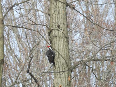 Pileated Woodpecker