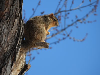 Fox Squirrel