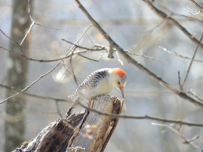 Red-bellied Woodpecker — Female on a stump