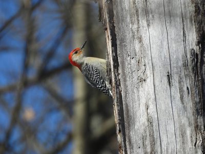 Red-bellied Woodpecker
