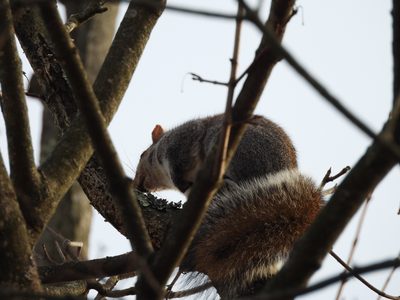 Eastern Gray Squirrel — Grooming in a tree