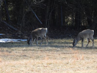 White-tailed Deer — Two deer grazing at the forest edge