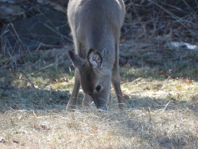 White-tailed Deer