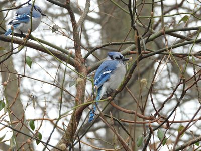 Blue Jay