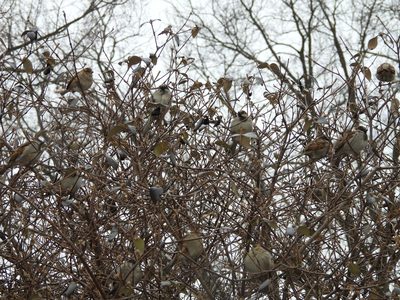 House Sparrow