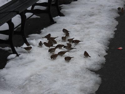 House Sparrow — Flock foraging in melting snow by a bench