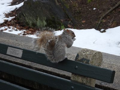 Eastern Gray Squirrel — On a park bench