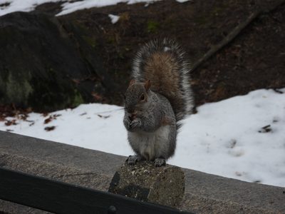 Eastern Gray Squirrel