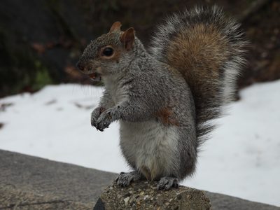 Eastern Gray Squirrel