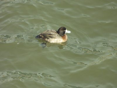 Lesser Scaup — Female — dark head with white face patch