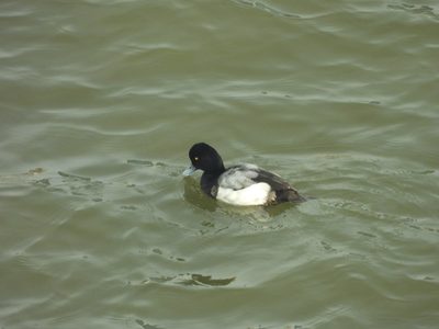 Lesser Scaup — Male on open water