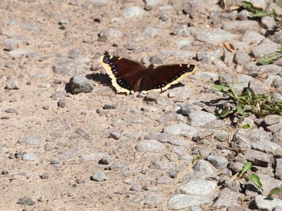 Mourning Cloak