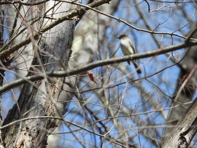 Eastern Phoebe
