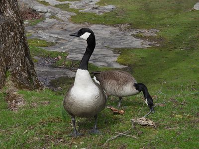 Canada Goose