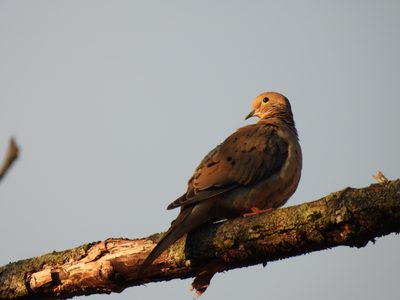 Mourning Dove