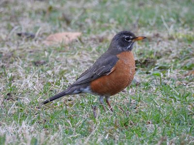 American Robin