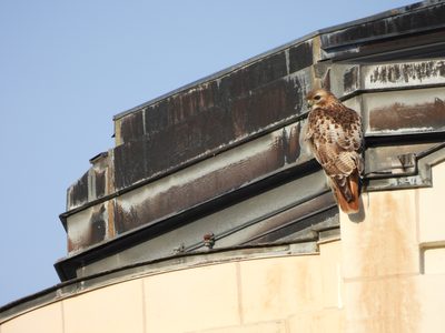 Red-tailed Hawk