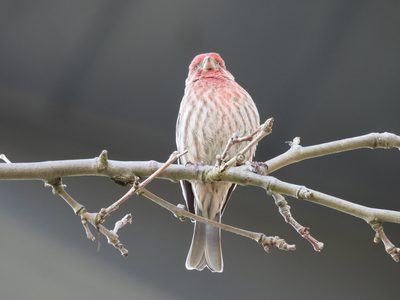 House Finch — Sharp male portrait on a bare branch
