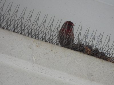 House Finch — Male nest-building on a building ledge's anti-bird spikes