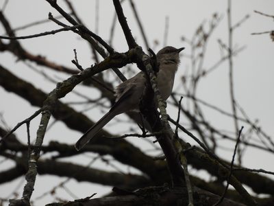 Northern Mockingbird — Perched in a bare tree
