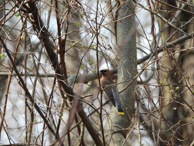 Cedar Waxwing