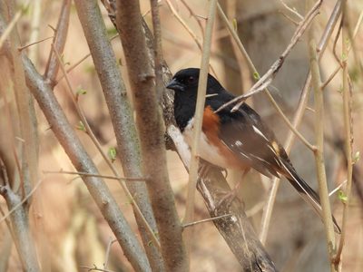 Eastern Towhee — Male close-up, red eye visible