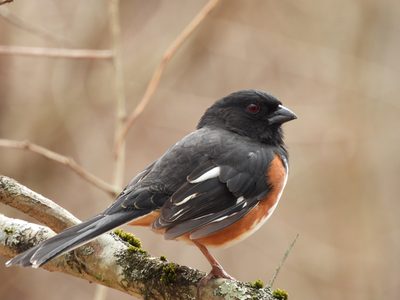 Eastern Towhee