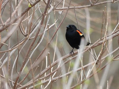 Red-winged Blackbird