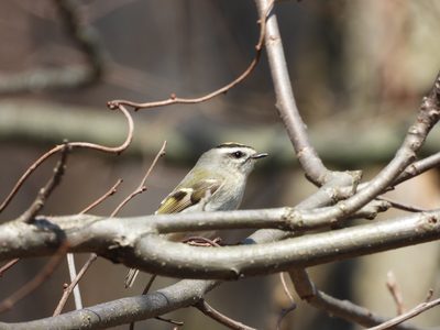 Golden-crowned Kinglet