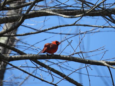 Northern Cardinal