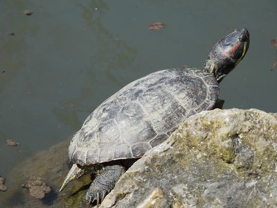 Red-eared Slider — Basking on a rock, clean profile