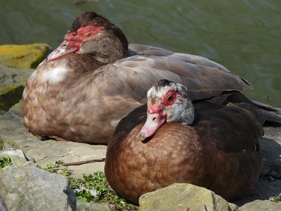 Muscovy Duck (domestic)