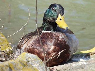 Mallard