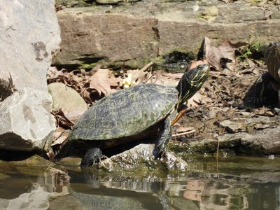 Red-eared Slider — Head-up basking, red ear stripe visible
