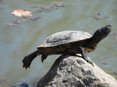 Red-eared Slider — Basking stretch on a rock, legs extended
