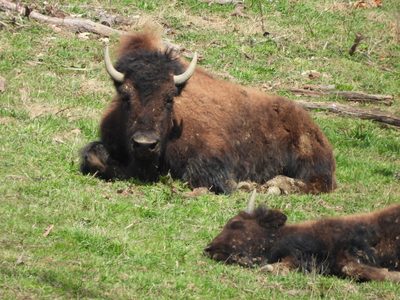 American Bison — Adult lying at rest, calf behind