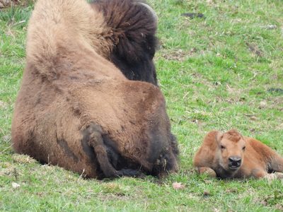 American Bison — Adult with a young reddish calf