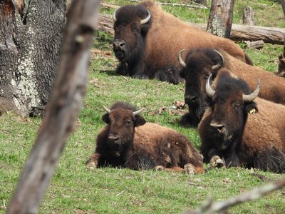 American Bison