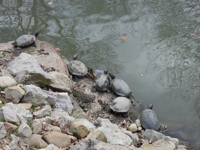 Red-eared Slider