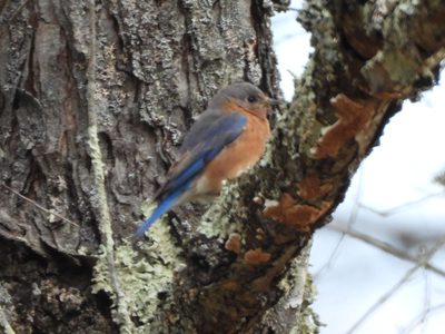 Eastern Bluebird