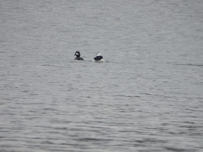 Bufflehead — Male displaying beside a female, distant on open water
