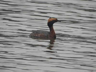 Horned Grebe — Breeding plumage, reflected on calm water
