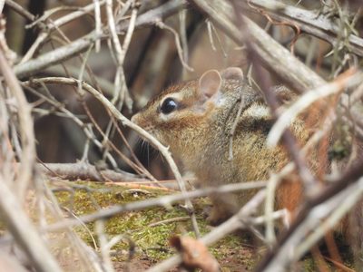 Eastern Chipmunk — Close portrait among twigs