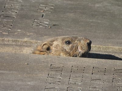 Groundhog — Head poking through a gap