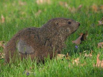 Groundhog — In grass by a stone base