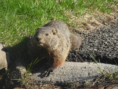 Groundhog — Alert three-quarter pose on gravel