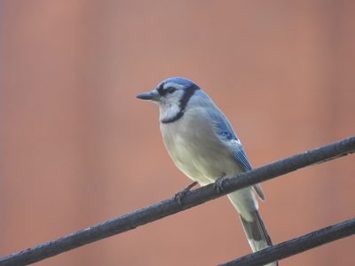 Blue Jay — Sharp against a soft background